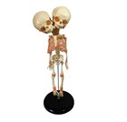 Fetal Fetus Skeleton Teaching Educational Model Double Head Baby Skull Skeleton