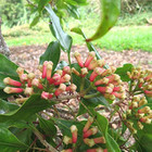 Beauflora Clove Spice Plant  Syzygium Aromaticum   Seedling   2 Bare-root Plants
