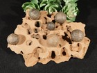 Six  Moqui Marbles On An Eroded Natural Navajo Sandstone Formation Utah 449gr