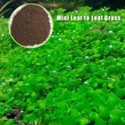 Plant Seeds Fish Tank Aquarium Aquatic Water Grass Decor Garden Foreground Plant