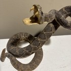 100  Genuine Real Snake Taxidermy Striking Eastern Diamondback Rattlesnake Mount