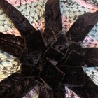 Black Lace Mesh Fascinator Headpiece W  Velvet Bow  Floral Detail Women   s Os