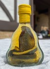 Real Cobra Snake In Small 4    Xo Glass Bottle Great Gift Reptile Snake     