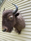 Vintage American Buffalo Bison  Shoulder Mount For Sale