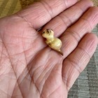 Hagen Renaker Siamese Kitten Drinking Tan Ceramic Figurine Miniature 1  Retired