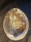 Huge 8    Vintage Trophy Red Abalone Shell Haliotis Rufescens Polished