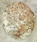 Large Abalone Shell Natural Beach Worn Craft 8 x7  Great Color Condition Size