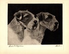1930s Antique Sealyham Terrier Print Bert Cobb Illustration Wall Art Decor 5534p