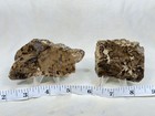 Stromatolite Fossil Slabs  Lot 376