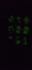 Vintage Glo Worms Glow Friends 1980 s Hasbro Playskool Lot Of 9