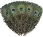 6 Pcs Real Natural Big Peacock Eye Feathers 10-12 Inch For Diy Craft  Wedding   
