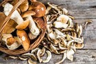Mushroom Pat     Pack Of 4   Directly Imported From Italy