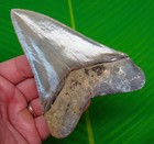 Megalodon Shark Tooth  Museum Grade 4 68    Real Fossil 