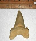 2 Inch Otodus Tooth Real Shark Sea Fossil Teeth Megalodon Ancestor Extinct Large