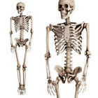 5 6ft 6ft Halloween Horror Skeleton Model Life Size Human Skeleton Party Prop