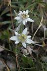 500 Leontopodium Alpinum Seeds - Edelweiss Seeds