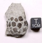 Megistocrinus Crinoid Calyx Devonian Fossil Iowa Little Cedar Formation