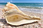 Large Lightning Whelk Seashell 12  Sanibel Island Florida Beach Collected