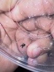 Orange      Phase - Regal Jumping Spiders I4