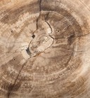 Beautiful Polished Texas Petrified Wood W  Termite bug Frass