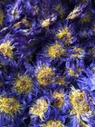 Blue Lotus 400g  nymphaea Caerulea  Dried Organic Flower Tea Egyptian Lotus
