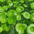 Combo   9 Species Live Aquarium Plants   Buy 2 Get 1 Free Easy For Beginner