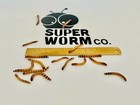 Live Superworms - 50-2000 Counts - 4 Different Sizes - First Class priority Mail