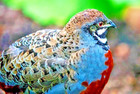 12   3 Extra         Lsj Farms - Button Quail Hatching Eggs Quail Rarest Colors Only