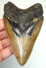 Megalodon Shark Tooth Real Fossil 3 68 Inches - Shark Teeth - No Restorations
