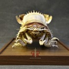 Crab Specimen Bathynomus Giganteus  Museum-quality Taxidermy   Display Box