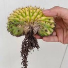 4cm Succulent Cactus Plant Cereus Pachanoi Cristata Variegated Cactaceae Plant