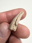 Small Iguanodontian Styracosterna Foot Claw - Elrhaz Formation  Niger