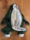 Vtg Nystrom Bull Frog 3d Numbered Model Dissection Anatomy Biological 1970s  16 