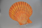Uncommon Specimen Mimachlamys Australis - 84 Mm - Trawled 100 Ft - W Australia