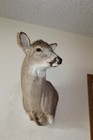 Whitetail Deer Head Shoulder Mount Taxidermy Mount Antler Hunt Rack Mule Hide