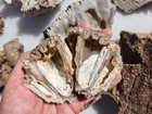 Agatized Fossil Coral From Florida 12 Piece Collection Lot Druzy Crystal Geode