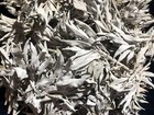 2 Lb Bulk Loose California White Sage Smudge Leaves   Clusters F ship
