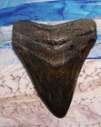 Megalodon Shark Tooth 4 1 4  Shark Teeth Huge Jaw Fossil Stunning  Polished