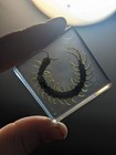 Centipede In Resin  Specimen Insect  Taxidermy Oddity Resin Curiosity 