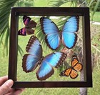 Real Framed Butterflies 2 Amazing Butterflies Blue Morpho Mounted Double Glass 