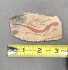 Hohokam Red-on-buff Pottery Sherd Lizard Motif Arizona Ad 900-1100 Riker
