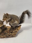 Taxidermy Squirrel Pair Standing Mount Small Animal Display On Wood Base