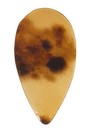 Vintage Guitar Pick-1960   s D   andrea-349- Genuine Shell Model-w o Sticker-unused