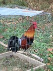 American Gamefowl Eggs Pure Dead End Blueface Hatch