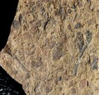 Aglaophyton And Cooksonia - Museum Grade Silurian Fossils Plants