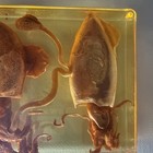 Real Octopus Cuttlefish Squid Specimen Resin Block Taxidermy Oddities Paperweigh