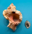 Phyllonotus Pomum     Pulley Ridge  Dry Tortugas     69 2mm     Pink Aperture