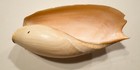 Vintage Sea Shell Elephant s Voluta Cymbium Glans Huge 