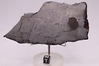 Saint Aubin  Iron Meteorite  Etched Full Slice Weight 162 5 Grams 5 25 Inches