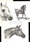  200 Arabian Stallion Horse Portrait   Pen And Ink Drawing By Jan Jellins